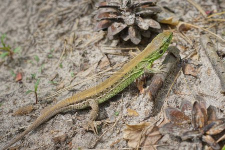 un pequeño lagarto verde salvaje se sienta en agujas grises secas en el suelo en el bosque