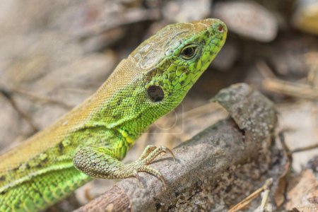 un pequeño lagarto verde salvaje se sienta en agujas grises secas en el suelo en el bosque
