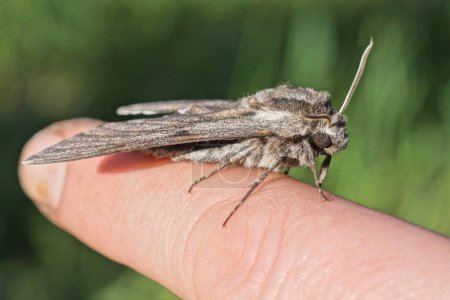 one large gray moth sits on a finger on a hand on the street on a green background