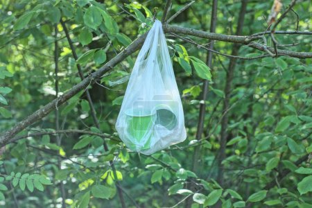 one white plastic cellophane bag full of garbage hanging on a tree branch against a background of green vegetation in nature in the forest