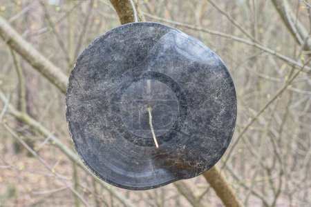 one black crumpled old round vinyl record hanging on a tree branch on the street