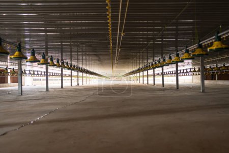 Photo for Empty chicken farm building with feeders, cool cells, heaters and poultry watering system - Royalty Free Image
