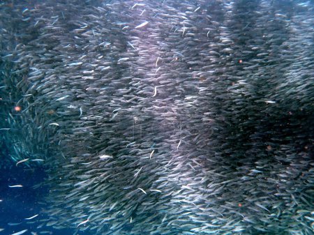 Photo for Swarm of sardines in the pacific ocean near moalboal on cebu island - Royalty Free Image