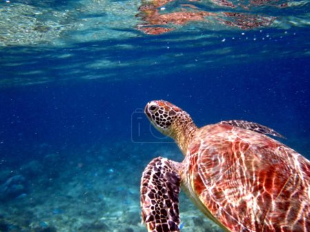 snorkeling with a sea turtle at moalboal on cebu island Poster 653257724