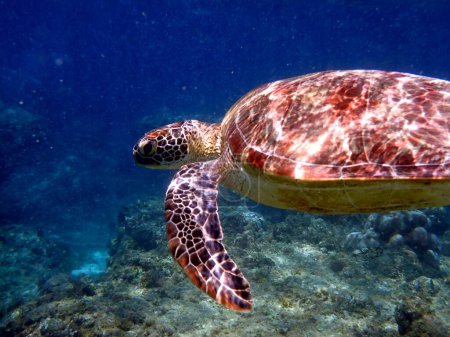 Snorkeling with a sea turtle at moalboal on cebu island