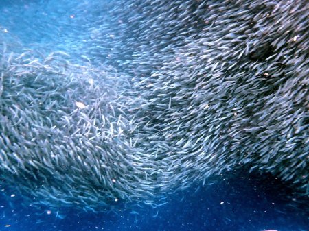 enjambre de sardinas en el océano Pacífico cerca de moalboal en la isla cebu