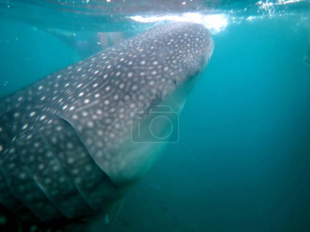 Photo for Close to the whaleshark in the open ocean on cebu island - Royalty Free Image