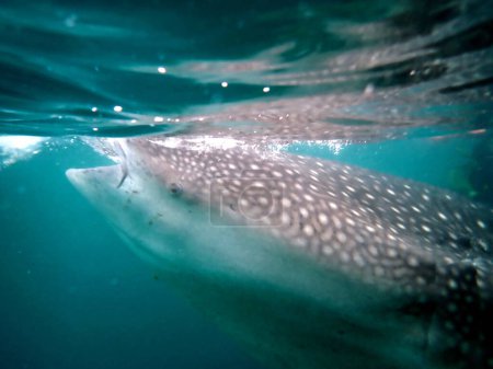 Photo for Close to the whaleshark in the open ocean on cebu island - Royalty Free Image