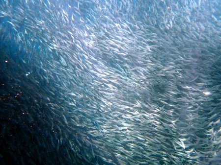 Photo for Swarm of sardines in the pacific ocean near moalboal on cebu island - Royalty Free Image
