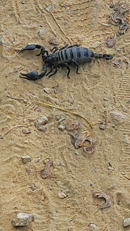 Kampot, Cambodia, huge black scorpion on walking path 