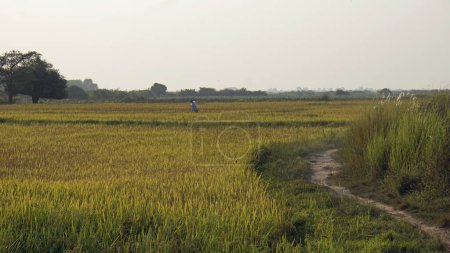 Reisfeld in Siem ernten in Kambodscha