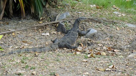 huge lizard in the lumpini park in bangkok