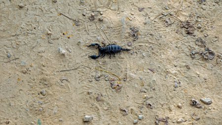 Kampot, Cambodia, huge black scorpion on walking path 