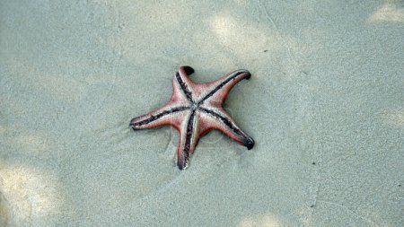 starfish at the coast of starfish beach on phu quoc island