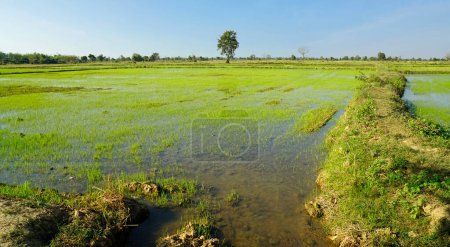 panoramic view over rice field in cambodia