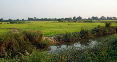 rizière en siem moissonneuse en cambodia
