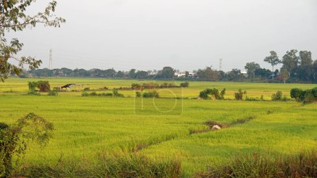 rizière en siem moissonneuse en cambodia