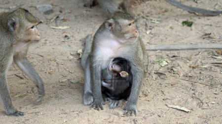 monos salvajes vivos con el bebé en angor wat templo