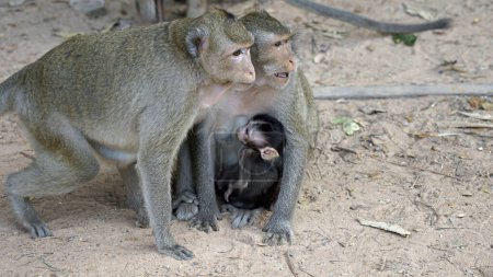 monos salvajes vivos con el bebé en angor wat templo
