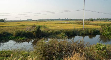 Reisfeld in Siem ernten in Kambodscha