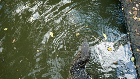 lagarto enorme en el parque lumpini en Bangkok
