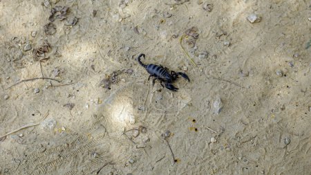 Kampot, Cambodge, énorme scorpion noir sur le sentier pédestre 