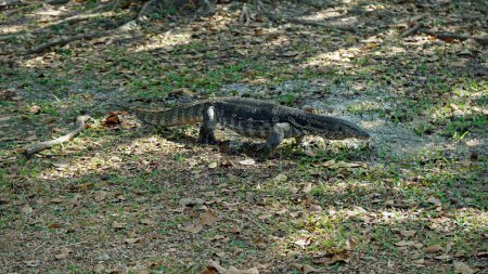 huge lizard in the lumpini park in bangkok