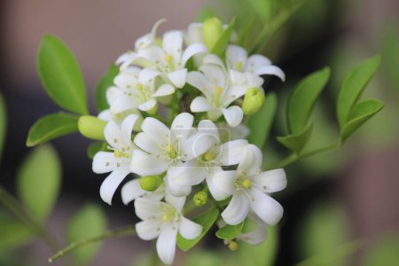 close up of Japanese Kemuning or Murraya paniculata flowers in bloom with a blurry background