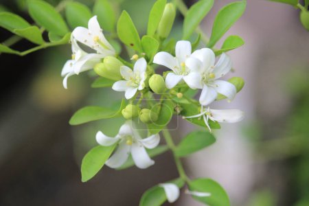 Nahaufnahme japanischer Kemuning oder Murraya paniculata Blüten mit verschwommenem Hintergrund