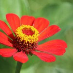 Red Zinnia Elegans blooming with blurred background