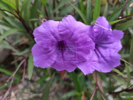 Ruellia tuberosa Purple Flower blooming