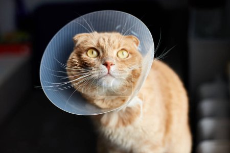 Foto de Escocés jengibre gato en cono plástico veterinario en la cabeza en la recuperación, sanidad animal, Concepto Veterinario, PE doméstica - Imagen libre de derechos
