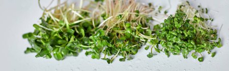 Banner Assortment of Microgreen heap of sprouts, micro greens on white background. Healthy eating concept of fresh garden produce, copy spac