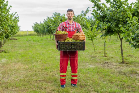 Photo for Happy man farmer shows good harvest of raw hazelnuts holding a full plastic box in hands in garden. Hazel tree rows. Agronomist growing ripe nuts fruit on field. Healthy natural, ecologic products - Royalty Free Image