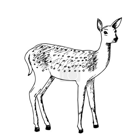 Téléchargez les illustrations : Dessin à l'encre d'un jeune cerf tacheté isolé sur un fond blanc. Fawn, animal forestier, illustration vectorielle. - en licence libre de droit