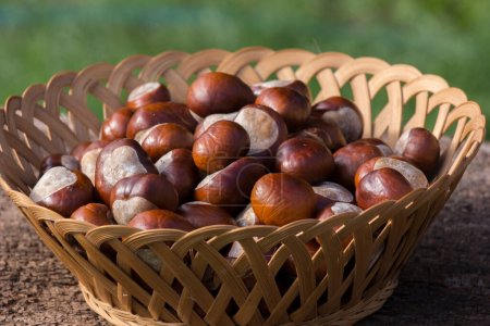Téléchargez les photos : Horse chestnut (Aesculus hippocastanum), autumn fruit and seed. - en image libre de droit
