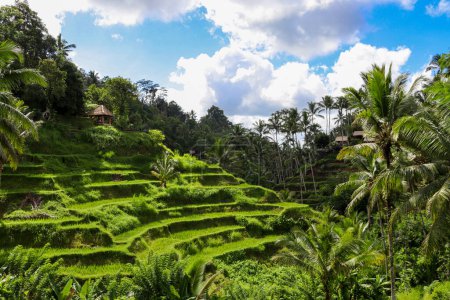 Descubre la belleza de los paisajes de Indonesia