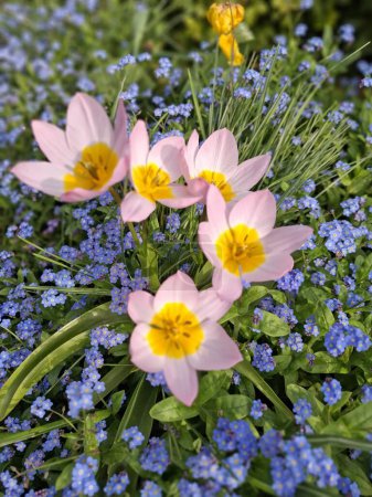 Téléchargez les photos : Tulipes lilas en floraison au printemps - en image libre de droit