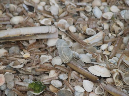 conchas después de la tormenta en la playa de la isla de Amrum, Alemania del norte