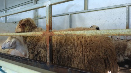 Téléchargez les photos : Gros plan de moutons regardant curieusement dans la caméra dans Farm Pen - en image libre de droit