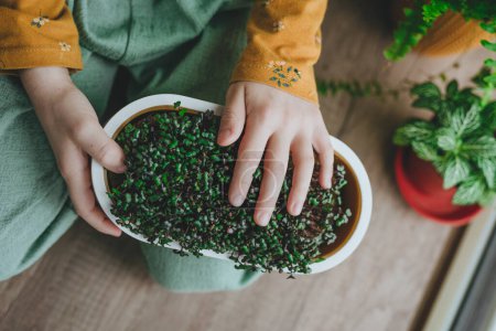Photo for Closeup of kids hands holding microgreens of cabbage. Idea of DIY homegrown vitamin food with children. - Royalty Free Image