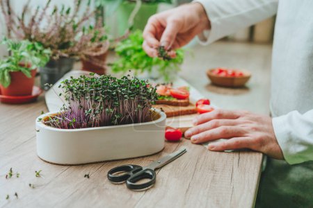 Photo for Closeup of males hands cutting microgreens of radish in a white flower pot with scissors making sandwich with fish and tomato on wooden background. Idea of homegrown vitamin food. - Royalty Free Image