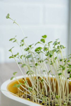 Foto de Microgreens en una maceta blanca sobre fondo blanco. Idea de los alimentos con vitaminas de cosecha propia. - Imagen libre de derechos