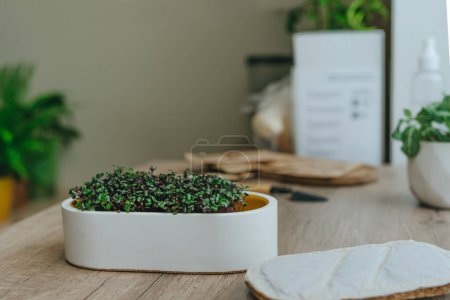 Foto de Microgreens de col en una olla blanca sobre fondo de madera. Idea de DIY alimento casero de la vitamina. - Imagen libre de derechos