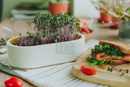 Photo for Radish sprouts in a white flower pot near sandwich with whole wheat bread, salmon fish, radish microgreen, tomato on wooden background. Selective focus. - Royalty Free Image