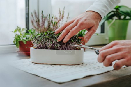 Photo for Closeup of males hands cutting microgreens of radish in a white flower pot with scissors on wooden background on windowsill. Idea of homegrown vitamin food. - Royalty Free Image