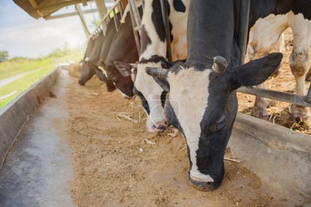 Téléchargez les photos : Exploitation laitière, insémination artificielle, élevage à la ferme, étable avec vaches laitières, pâturage bovin dans un champ au lever du soleil. - en image libre de droit
