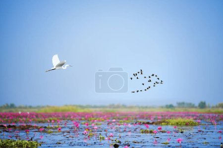 Foto de Una bandada de aves voladoras en el cielo con nubes y sol, las aves vuelan en el cielo por encima del mar de loto rojo. - Imagen libre de derechos