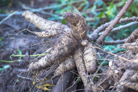 Téléchargez les photos : Les agriculteurs récoltent du manioc de bonne qualité dans les champs de manioc. - en image libre de droit