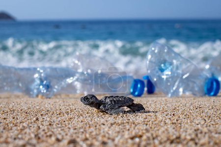 Foto de Una tortuga marina bebé (caretta caretta) murió en las arenas debido a la contaminación plástica. Una tortuga marina no puede llegar al mar después de la eclosión de huevo. - Imagen libre de derechos